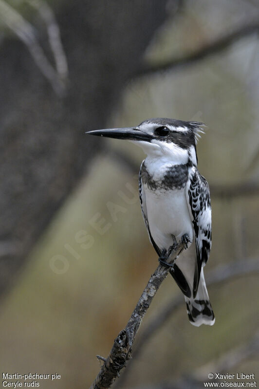 Pied Kingfisheradult, identification