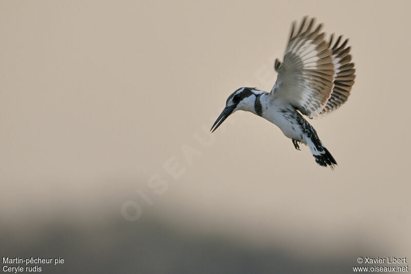 Pied Kingfisheradult, Flight