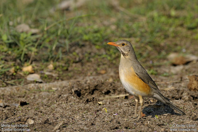 Merle kurrichaneadulte, identification