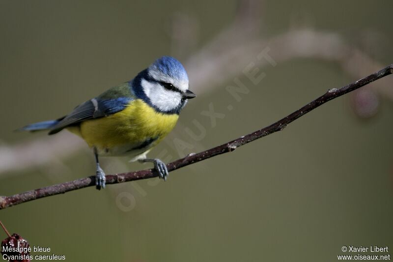 Eurasian Blue Titadult, identification