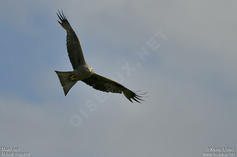 Black Kiteadult, Flight