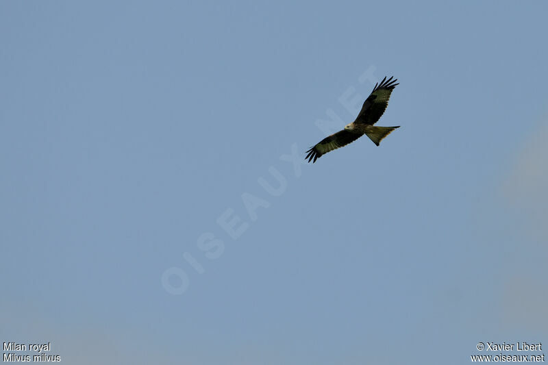 Red Kiteadult, Flight