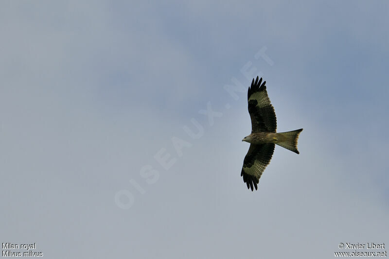 Red Kiteadult, Flight