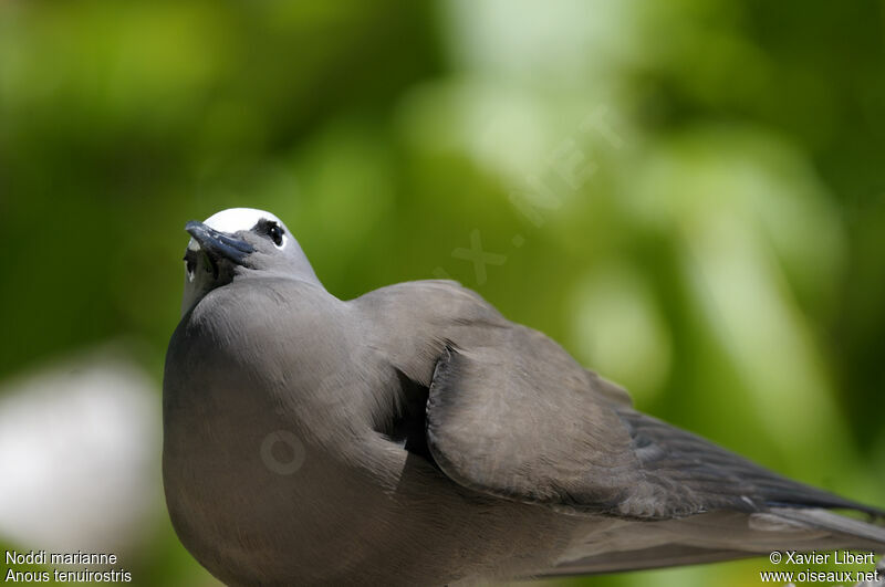 Lesser Noddy, identification