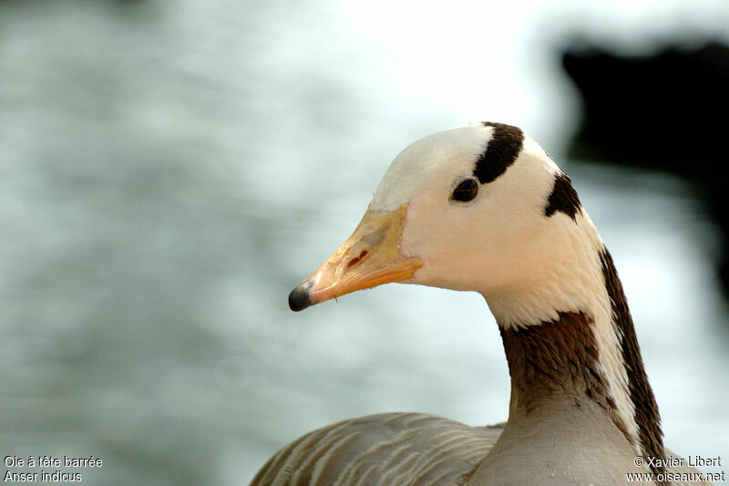 Bar-headed Gooseadult, identification