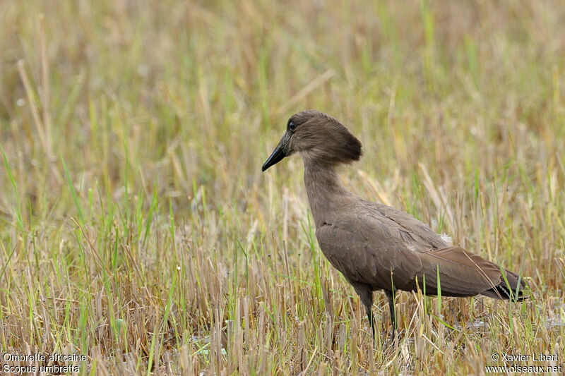 Ombrette africaine, identification