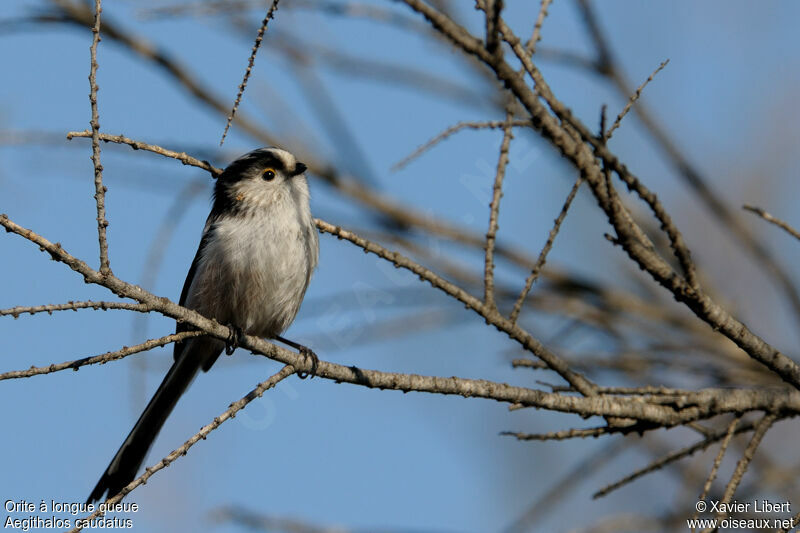 Long-tailed Titadult, identification