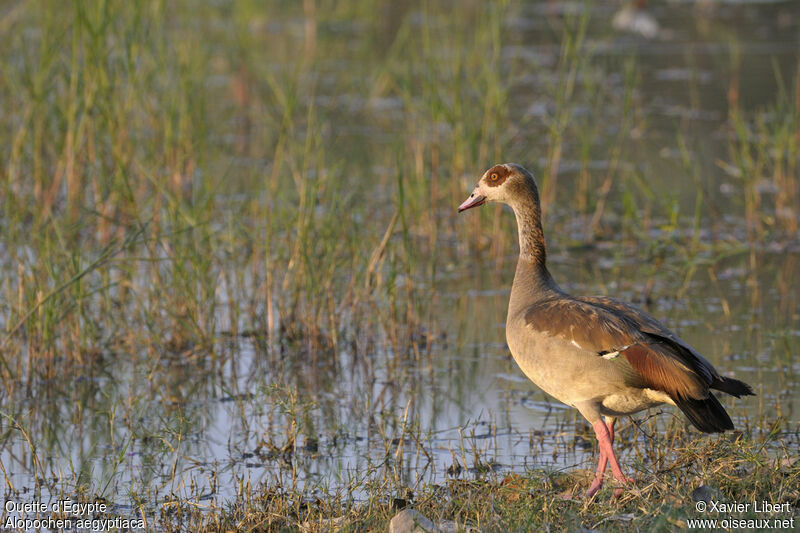 Ouette d'Égypteadulte, identification