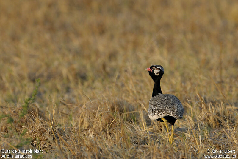 Northern Black Korhaan male adult, identification