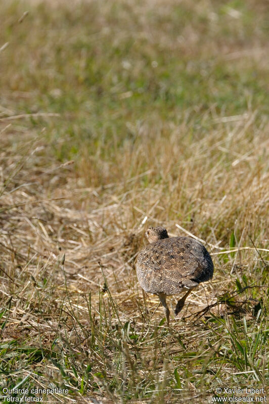 Outarde canepetière femelle adulte, identification