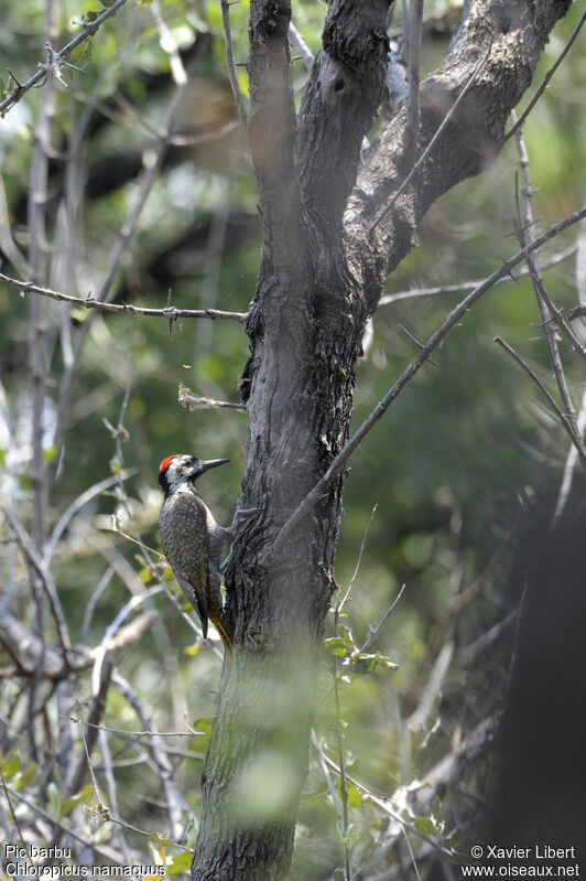 Bearded Woodpecker male adult, identification