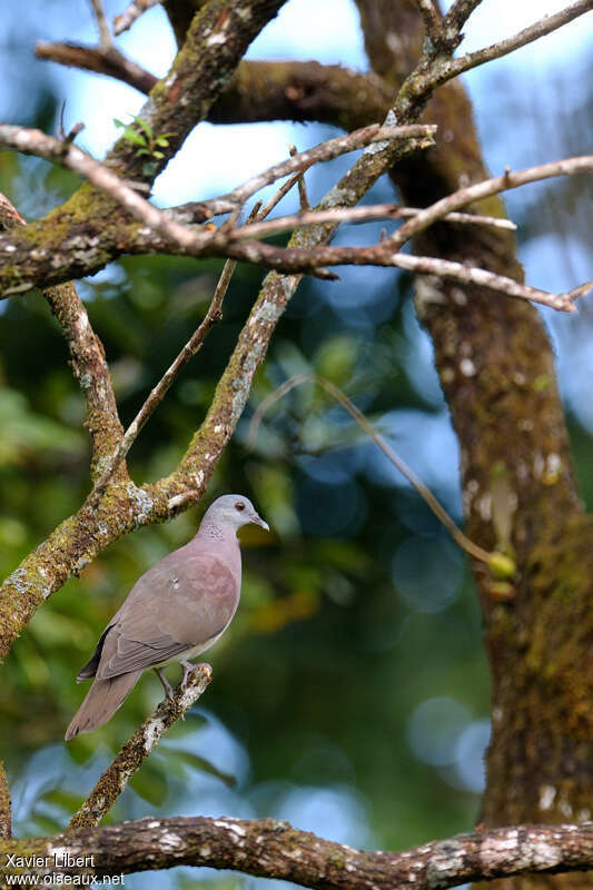 Malagasy Turtle Doveadult, habitat