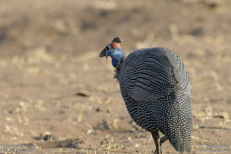 Helmeted Guineafowladult, identification