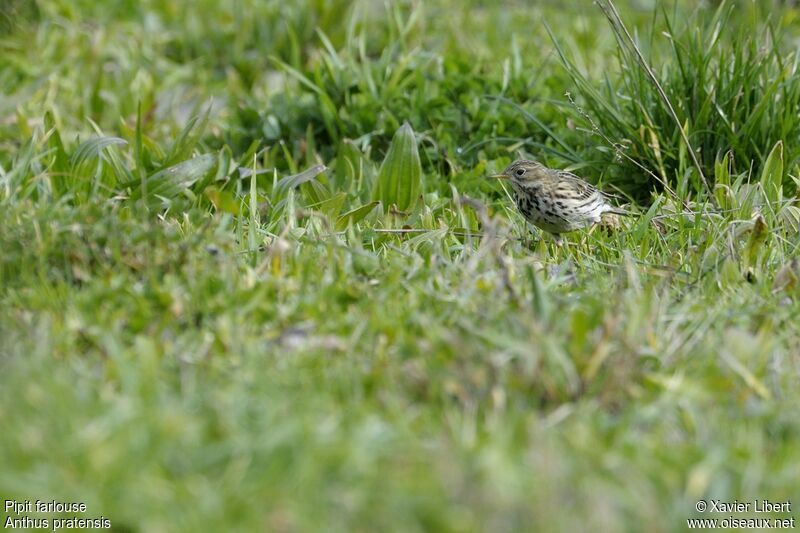 Pipit farlouseadulte, identification