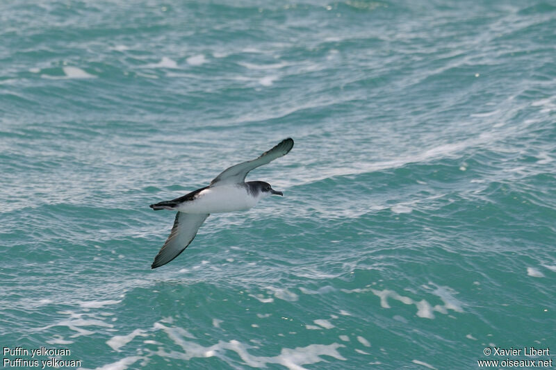 Yelkouan Shearwater, identification