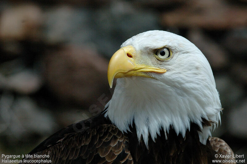 Bald Eagleadult, identification