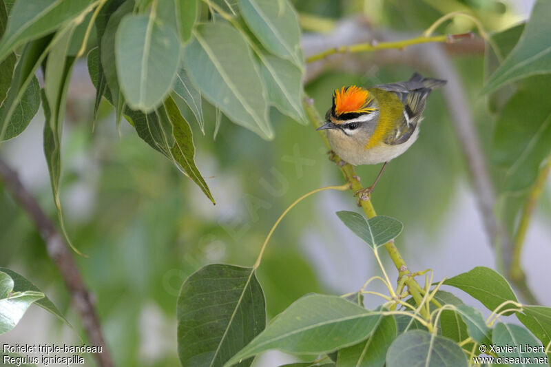 Common Firecrest male adult, identification