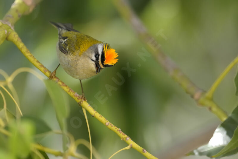 Common Firecrest