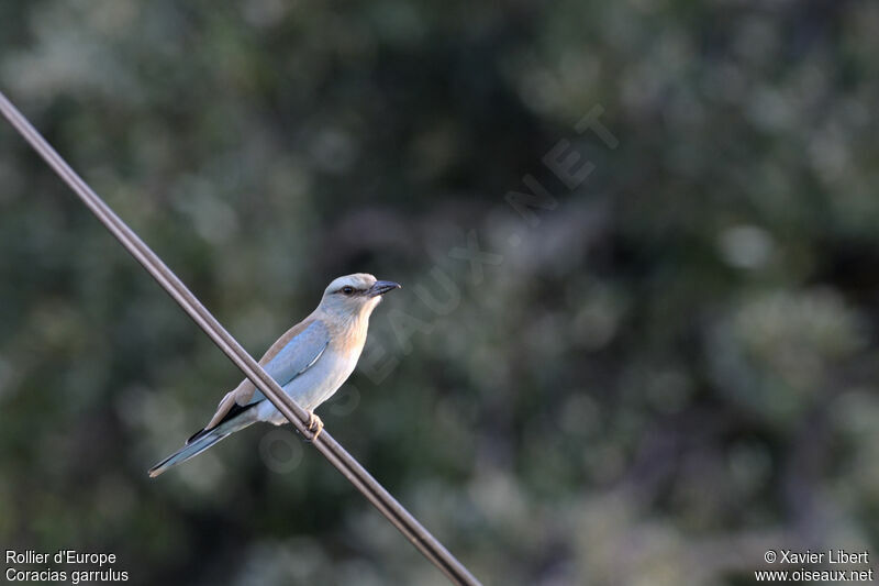 Rollier d'Europejuvénile, identification