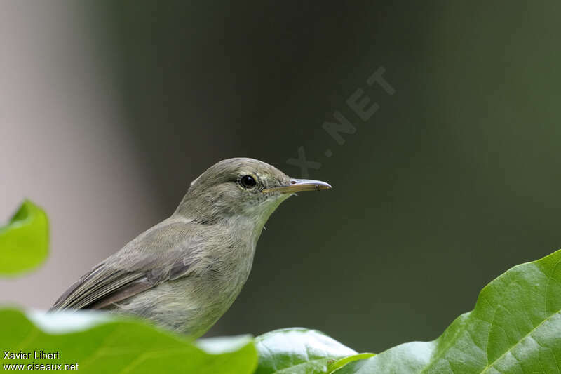 Seychelles Warbler, close-up portrait