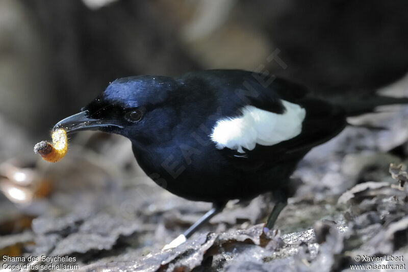 Shama des Seychelles, identification