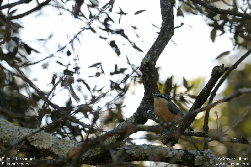 Eurasian Nuthatch male adult, identification