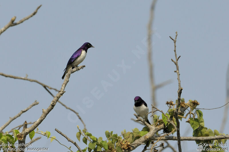 Violet-backed Starling male adult, identification