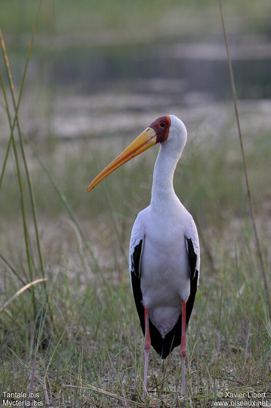 Yellow-billed Storkadult, identification