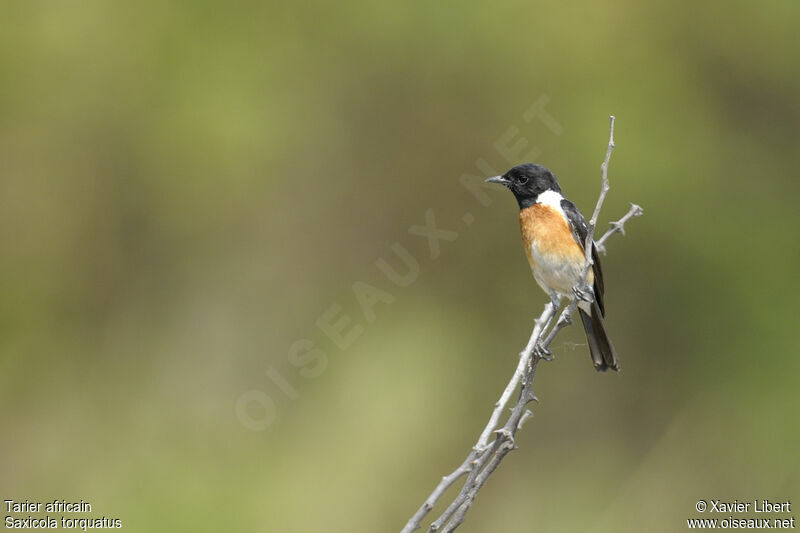 Tarier africain mâle adulte, identification