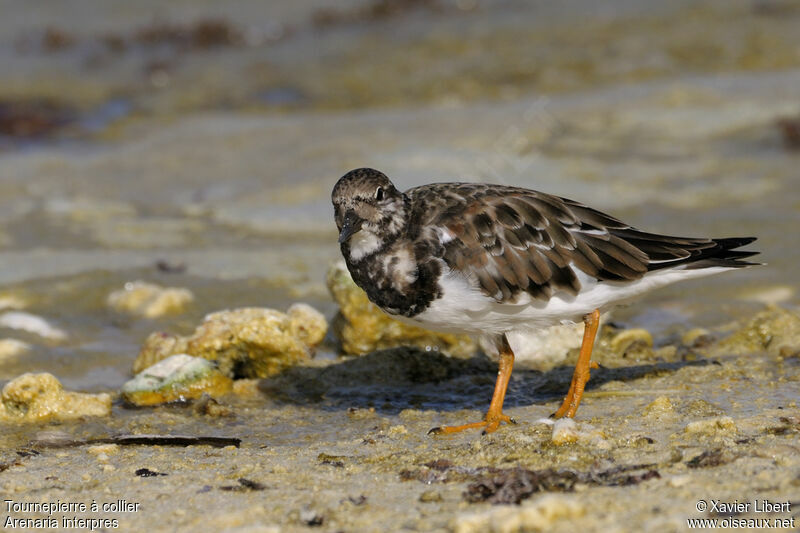 Ruddy Turnstonesubadult, identification