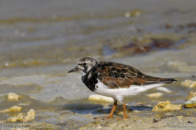 Ruddy Turnstoneadult post breeding, identification