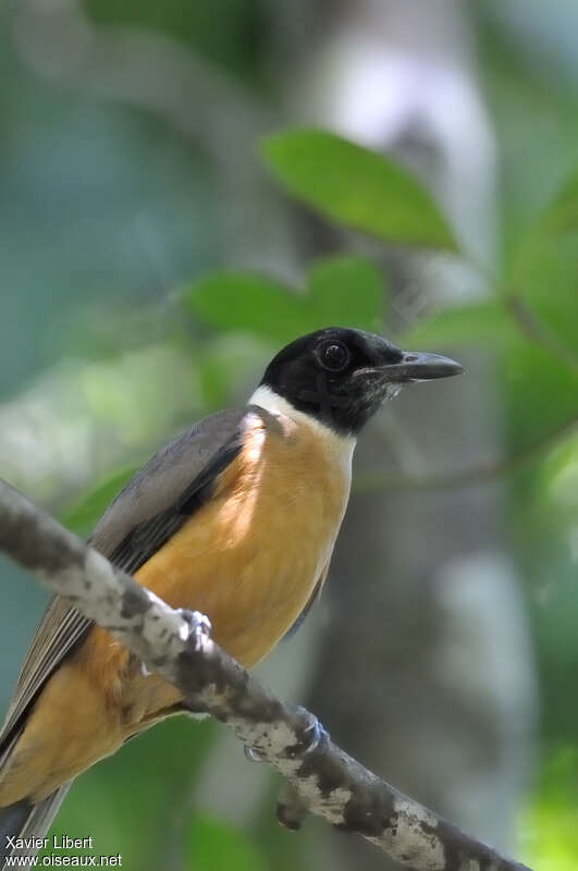 Tylas Vangaadult, close-up portrait