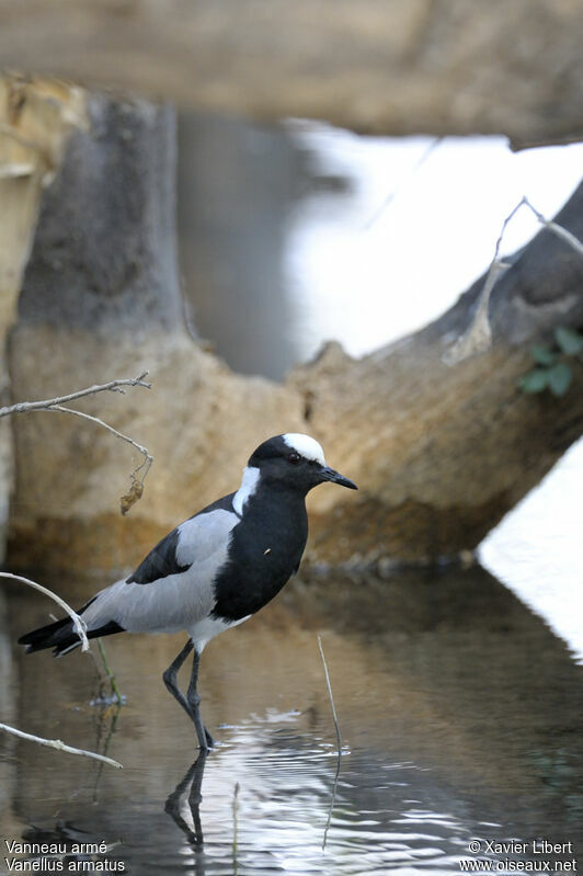 Blacksmith Lapwingadult, identification