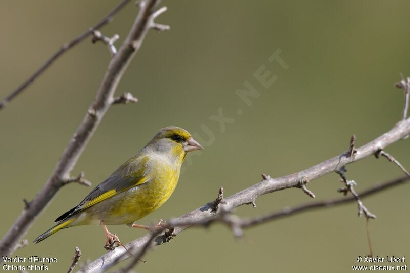 Verdier d'Europe mâle adulte, identification