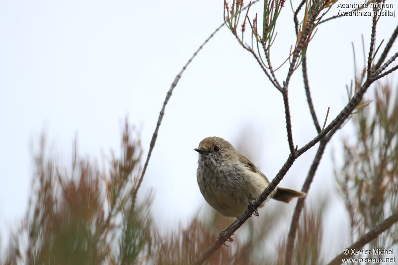 Brown Thornbilladult