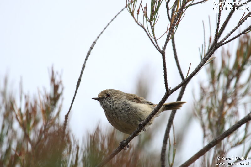 Brown Thornbilladult, identification