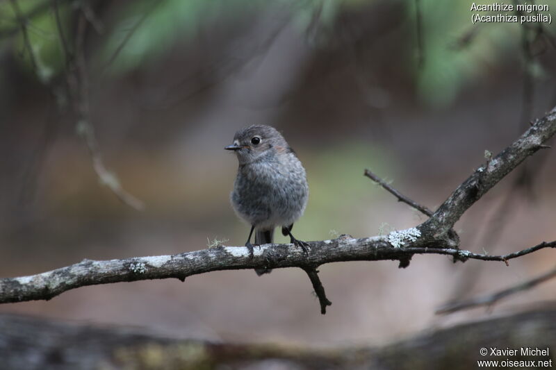 Brown Thornbill