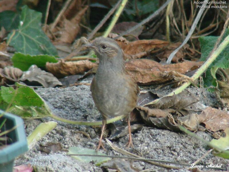 Dunnock