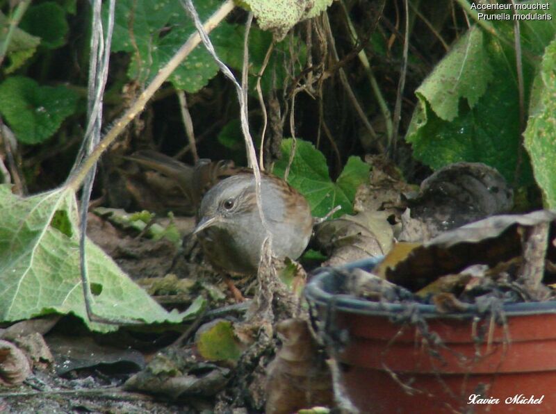 Dunnock