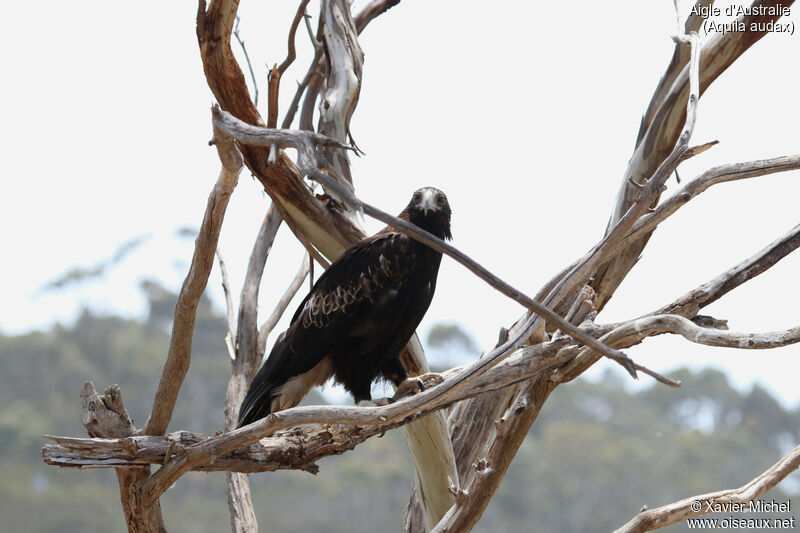 Aigle d'Australieadulte