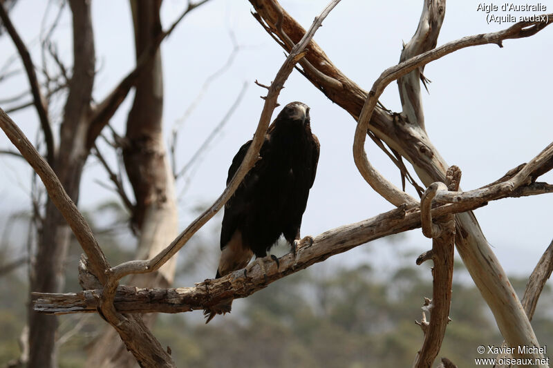 Aigle d'Australieadulte