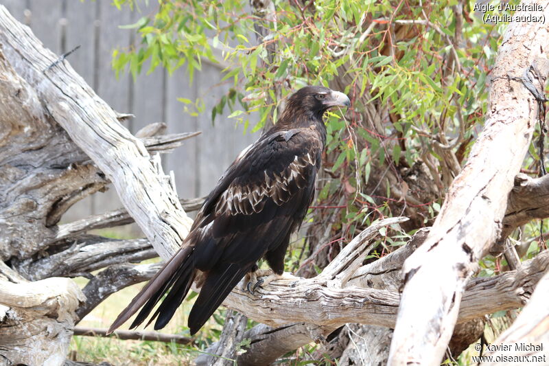 Aigle d'Australieadulte, identification