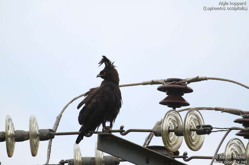 Long-crested Eagleadult, identification