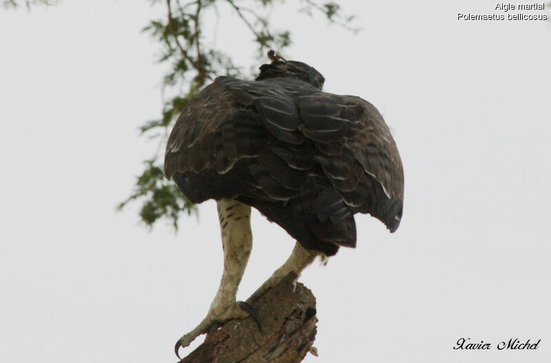 Aigle martial