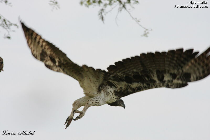 Martial Eagle