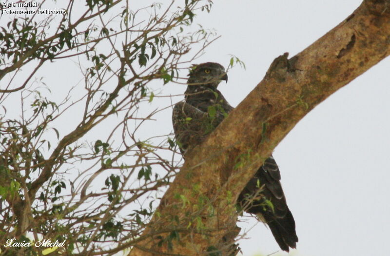 Martial Eagle