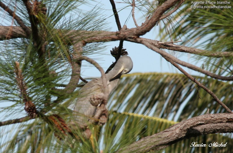 White-faced Heronadult