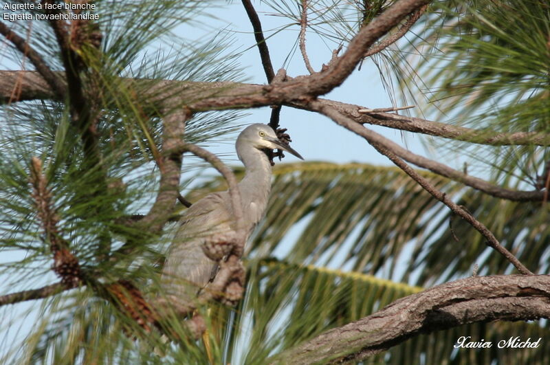 White-faced Heronadult, identification