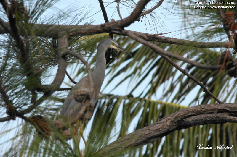 White-faced Heronadult