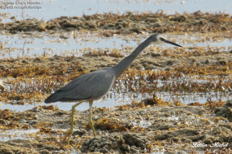 White-faced Heronadult